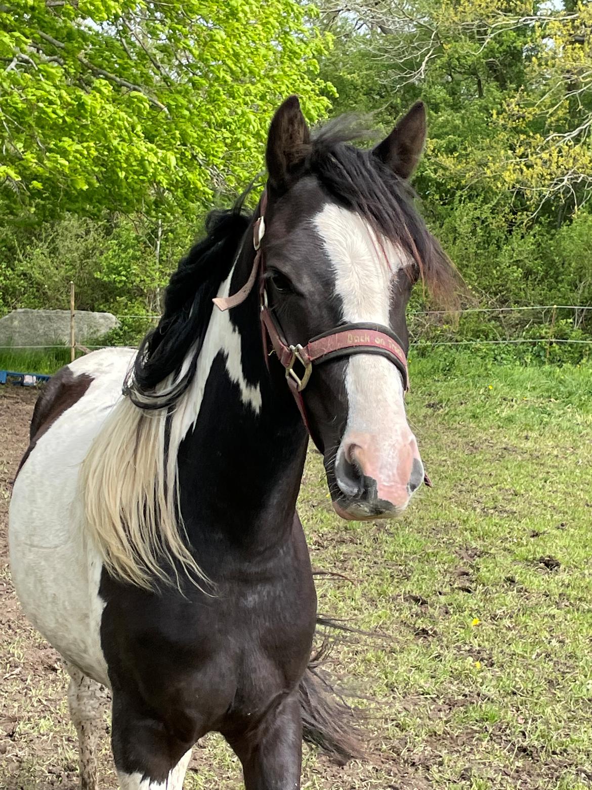 Anden særlig race E’jaaz Quinton royal  billede 4