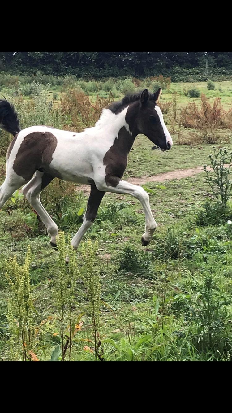 Anden særlig race E’jaaz Quinton royal  billede 9