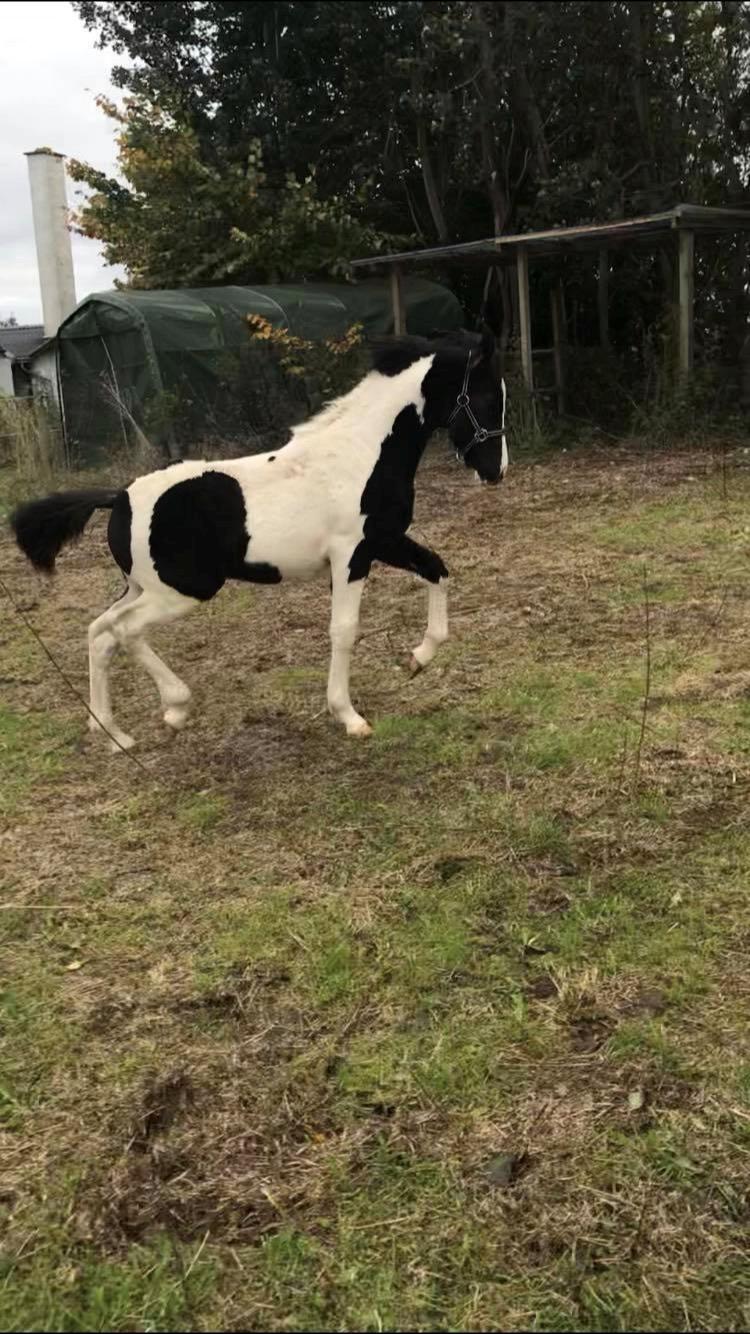 Anden særlig race E’jaaz Quinton royal  billede 11