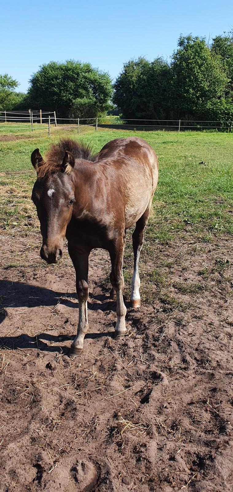 Welsh Partbred (Sec F) Struntze's Maybe Perfect  billede 26