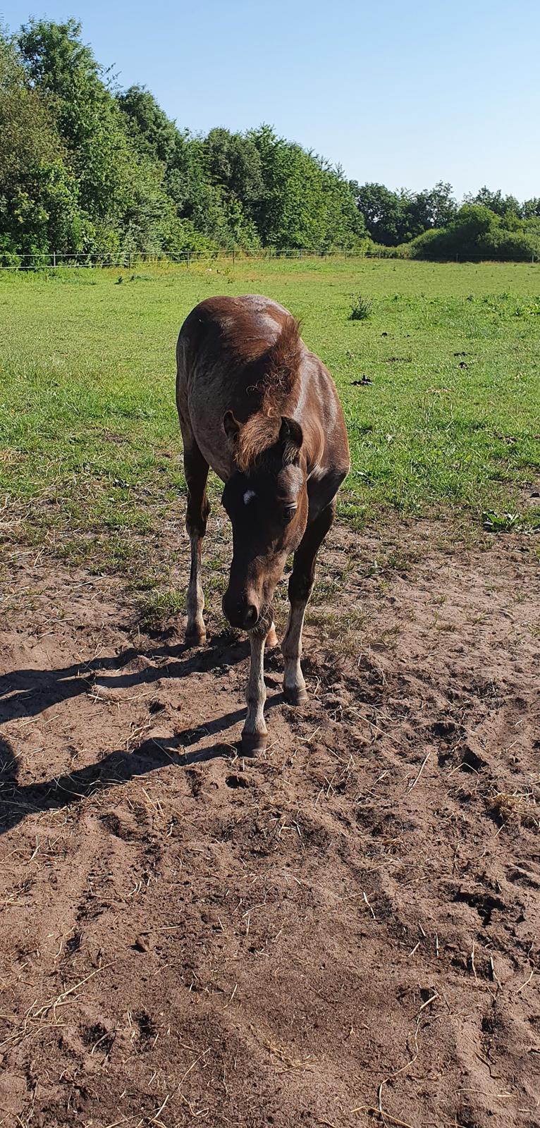 Welsh Partbred (Sec F) Struntze's Maybe Perfect  billede 27