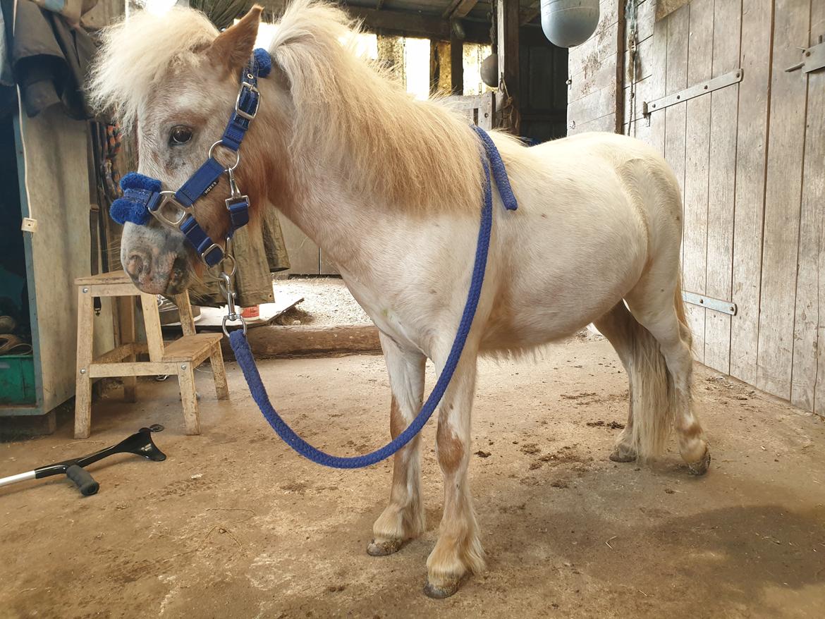 Knabstrupper Majco's Lille Mosebølle  billede 14