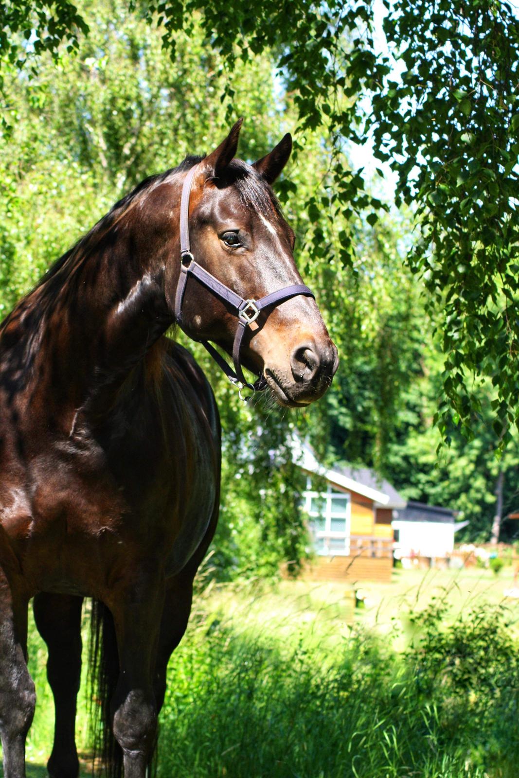Oldenborg Halkjærs Oskar billede 1