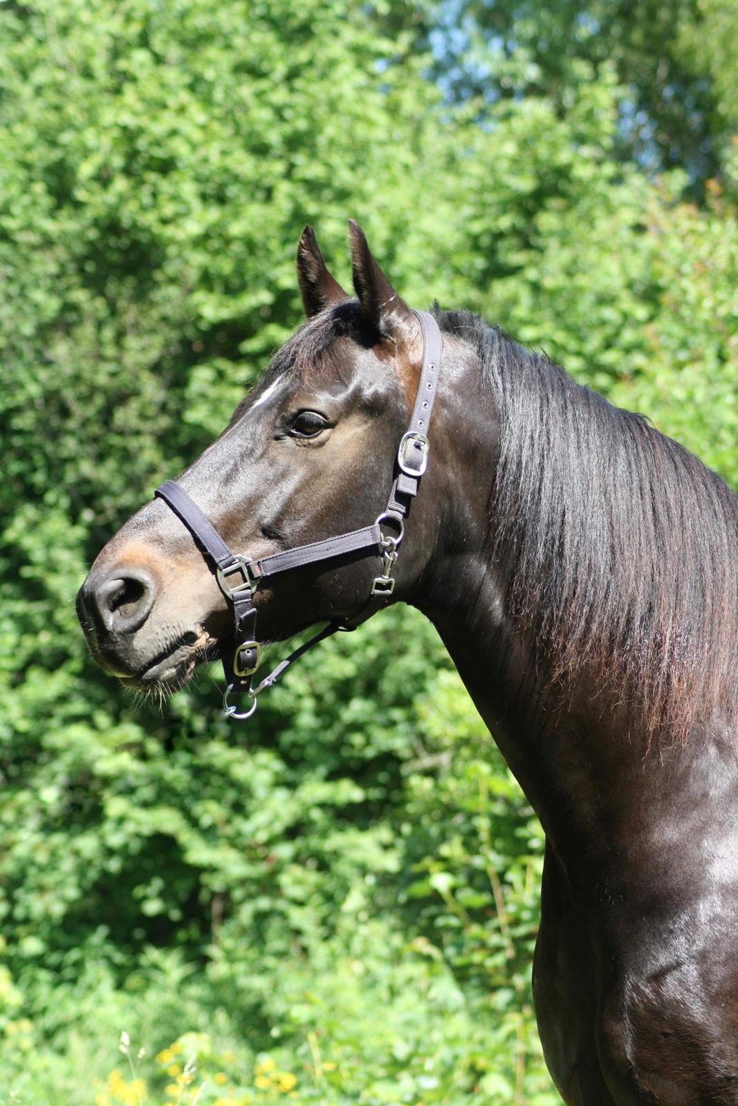 Oldenborg Halkjærs Oskar billede 8