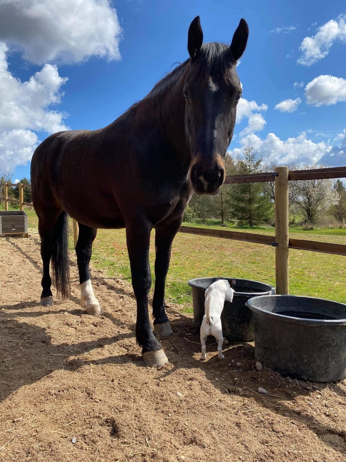 Oldenborg Halkjærs Oskar billede 15