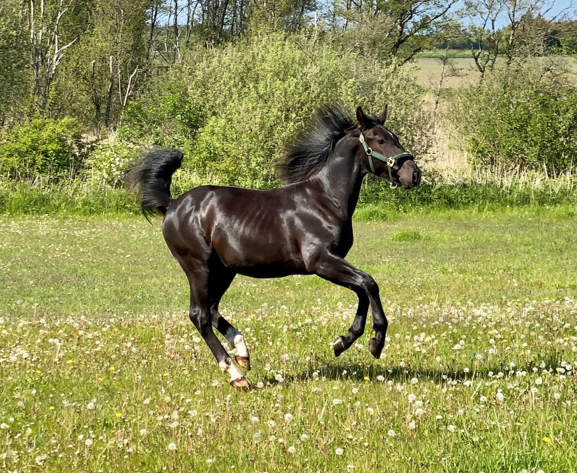 Oldenborg Clement Fjellerup ( Olli) billede 2