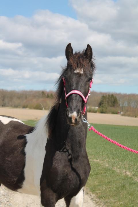 Barockpinto Stald Veggerbys Alberto ~ Albert ~ - D. 25.04.2021. Alberto 1 år. billede 7