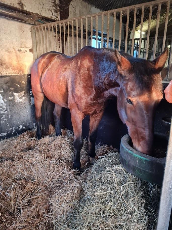 Traver Chinook Silver - Ren boks og foder i krybben, det bliver ikke bedre. billede 6