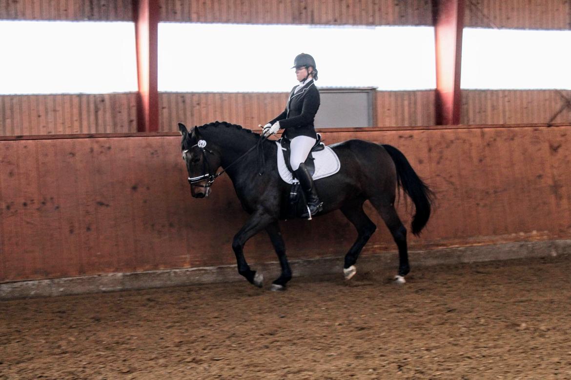 Oldenborg Zafine Macoy billede 10