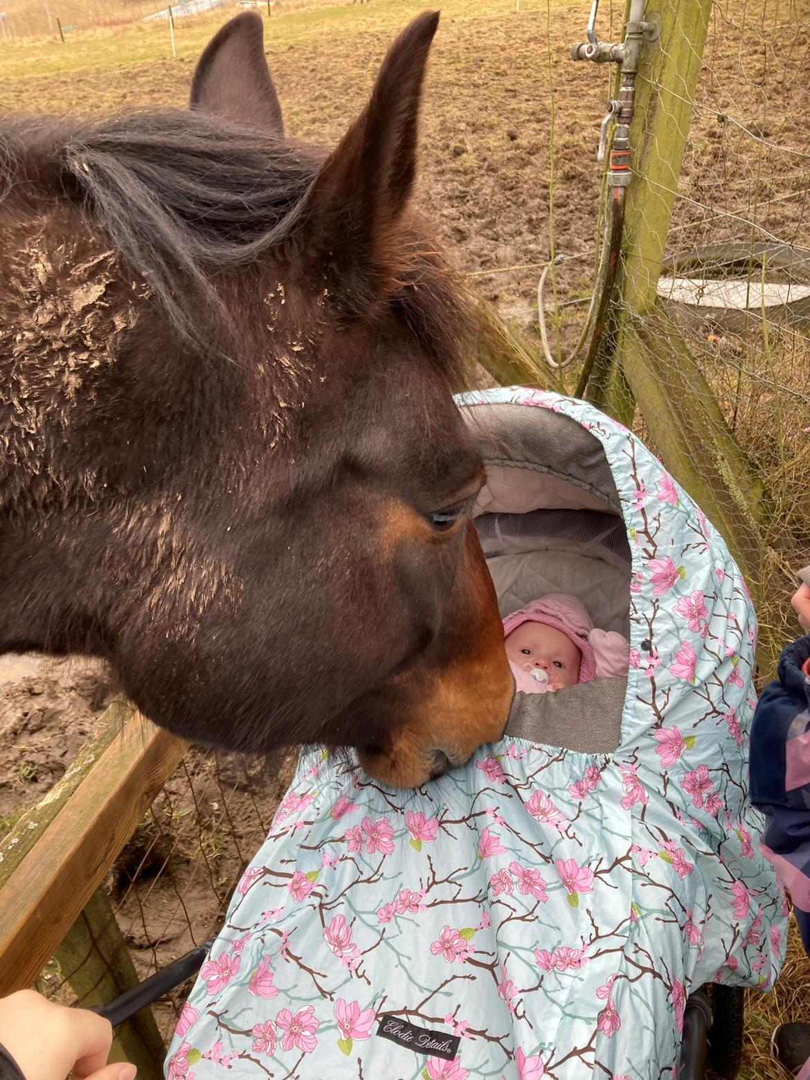 Oldenborg Zafine Macoy billede 12