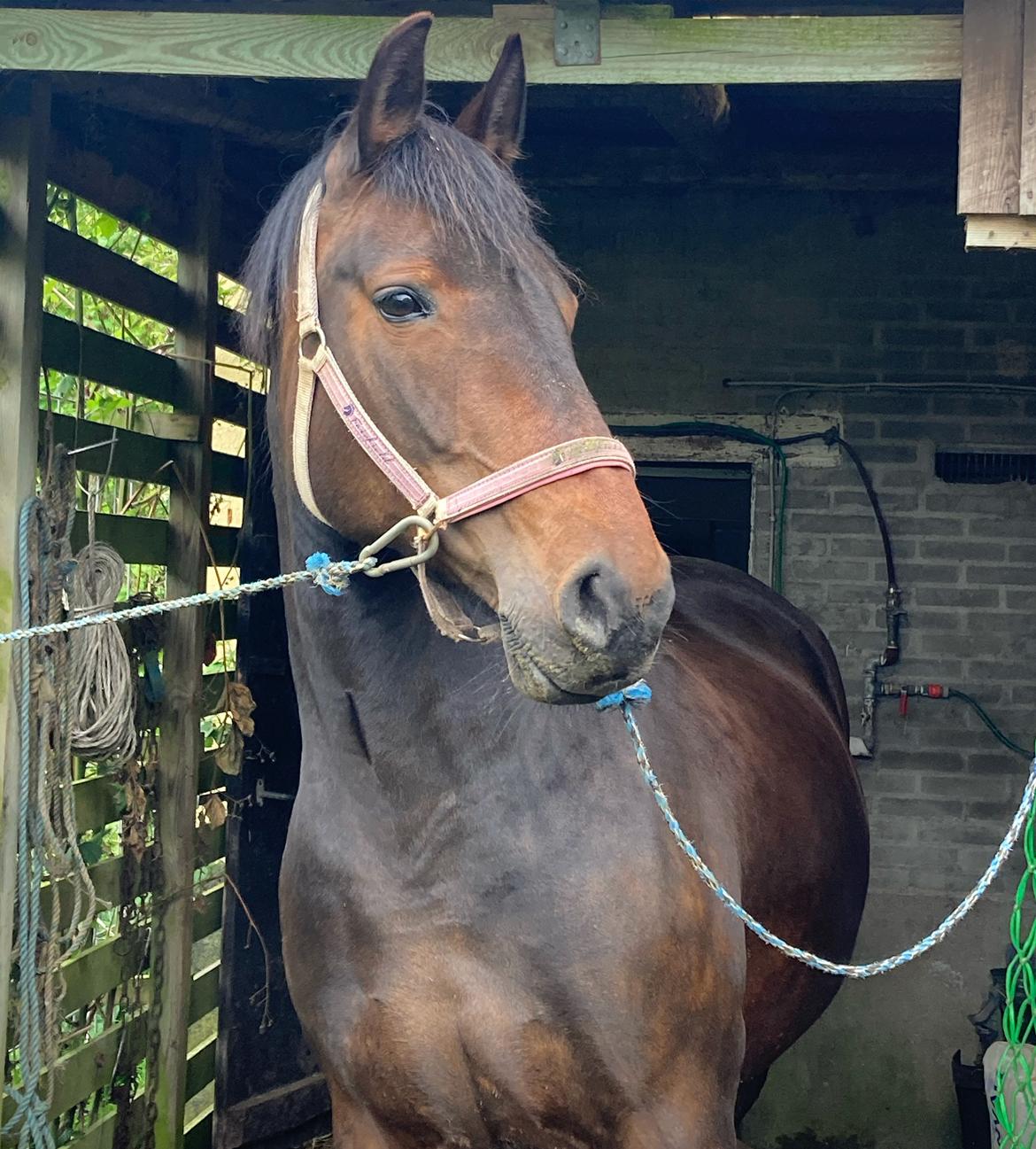 Oldenborg Zafine Macoy billede 13