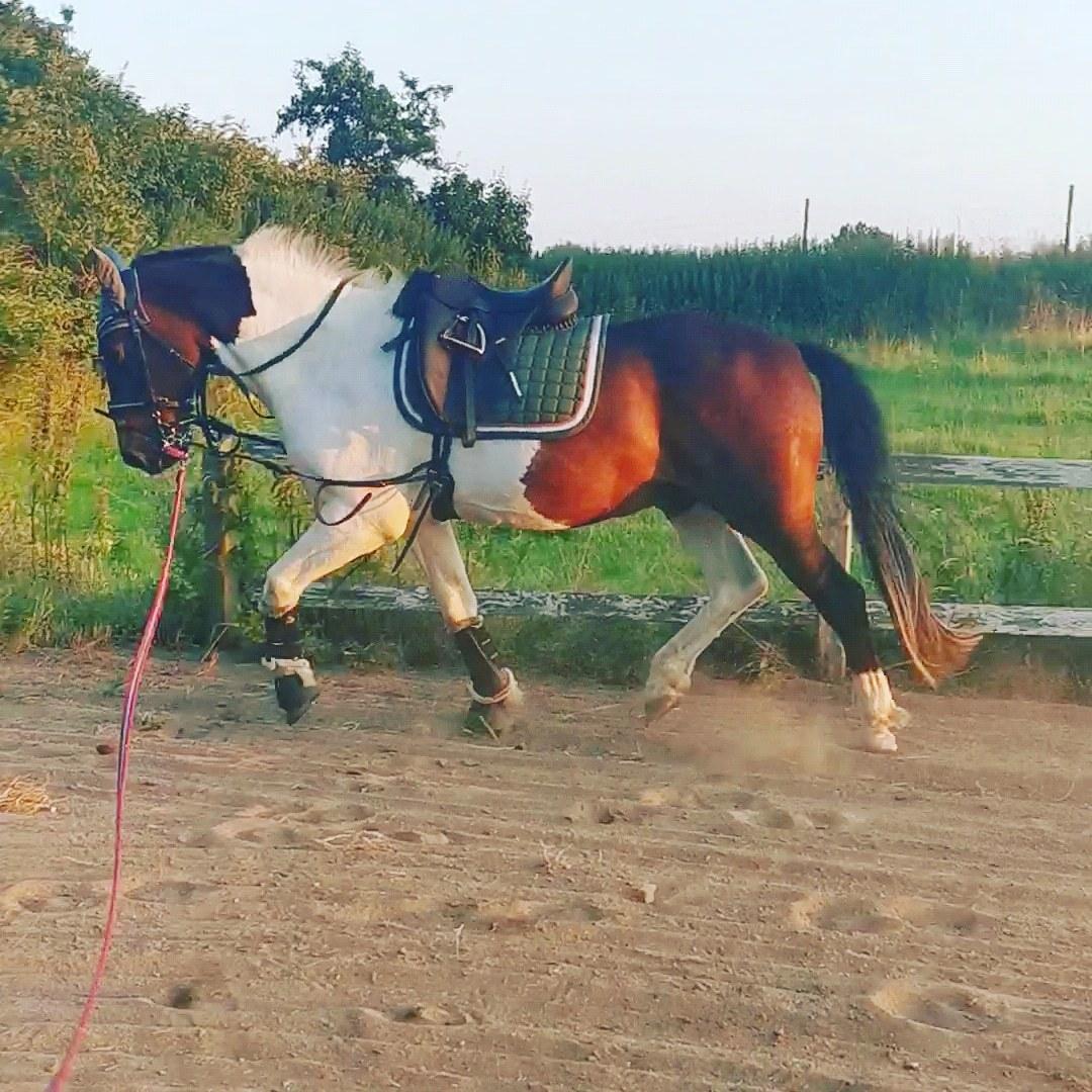 Anden særlig race Sofus  billede 16