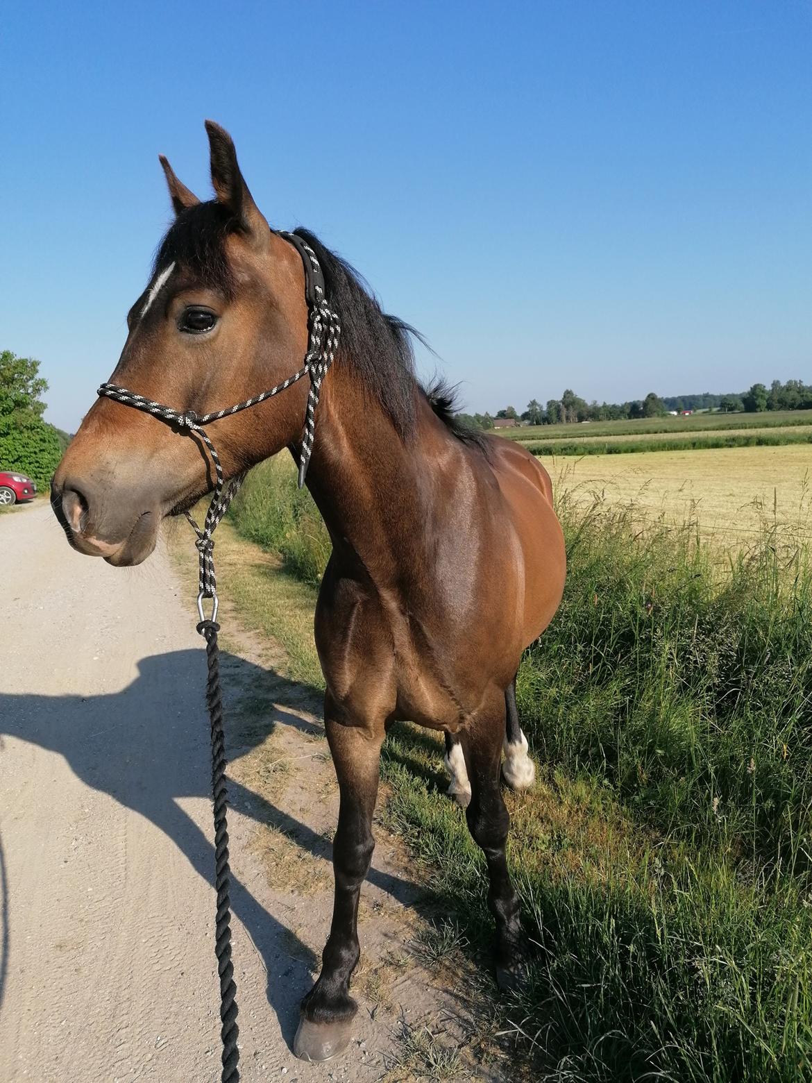 Welsh Pony af Cob-type (sec C) Fjordglimt Guinness  billede 10