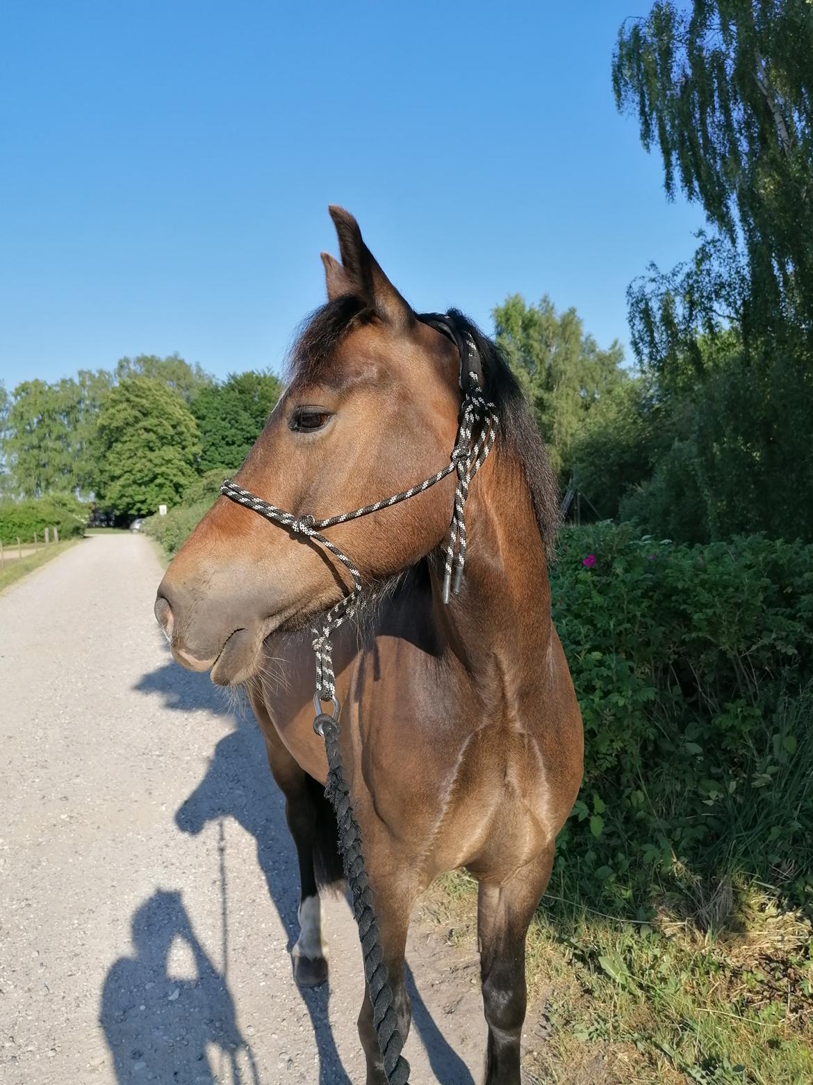 Welsh Pony af Cob-type (sec C) Fjordglimt Guinness  billede 3