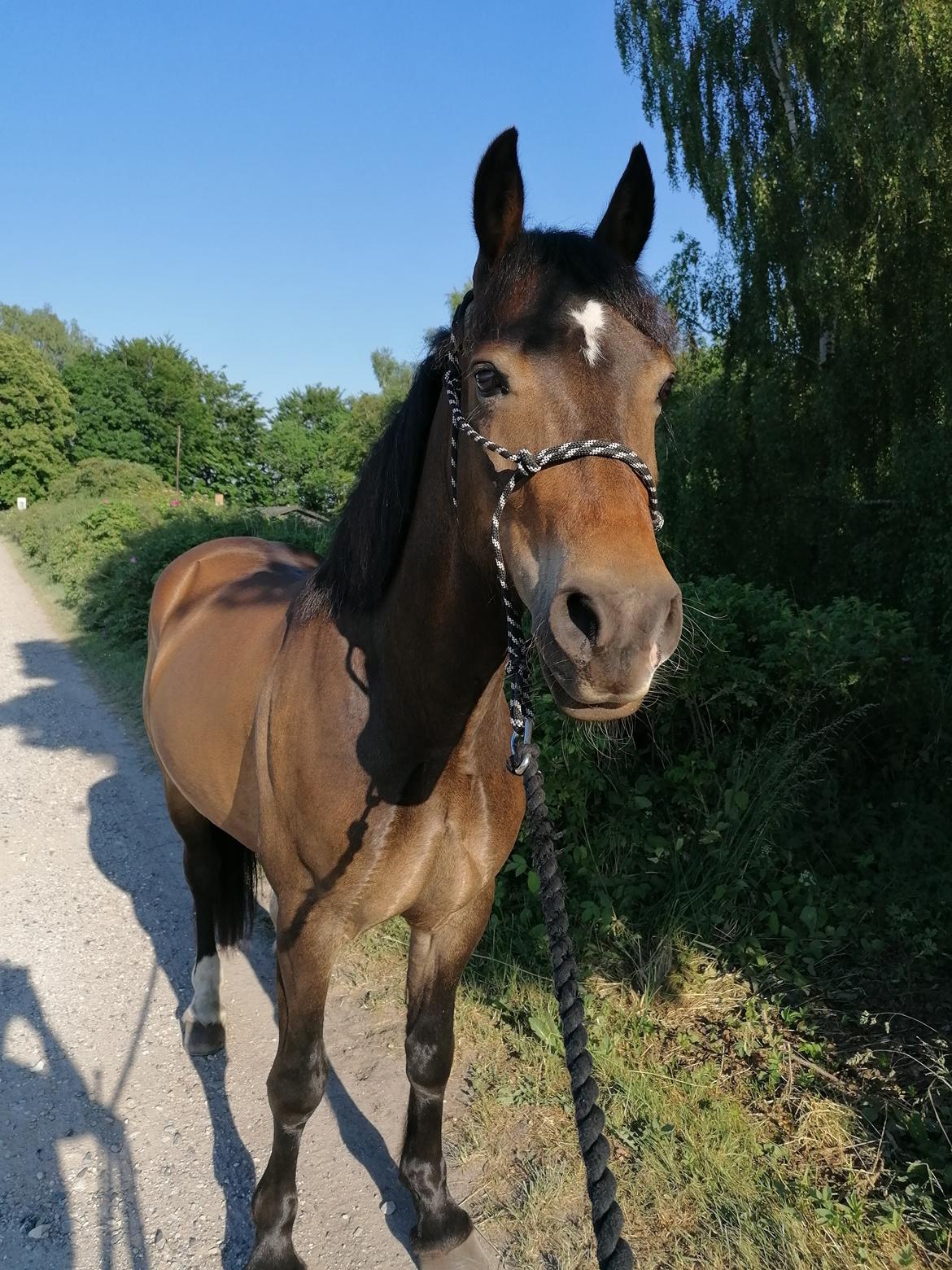 Welsh Pony af Cob-type (sec C) Fjordglimt Guinness  billede 5