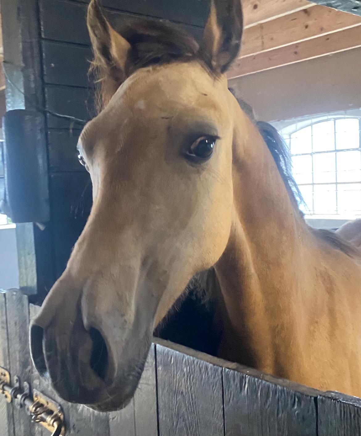 Welsh Cob (sec D) Caederwen Jamieson billede 12