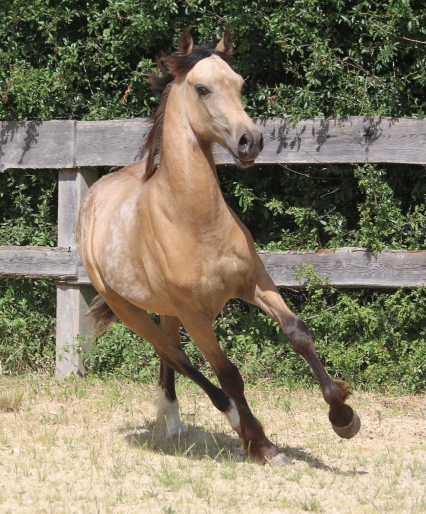 Welsh Cob (sec D) Caederwen Jamieson billede 13