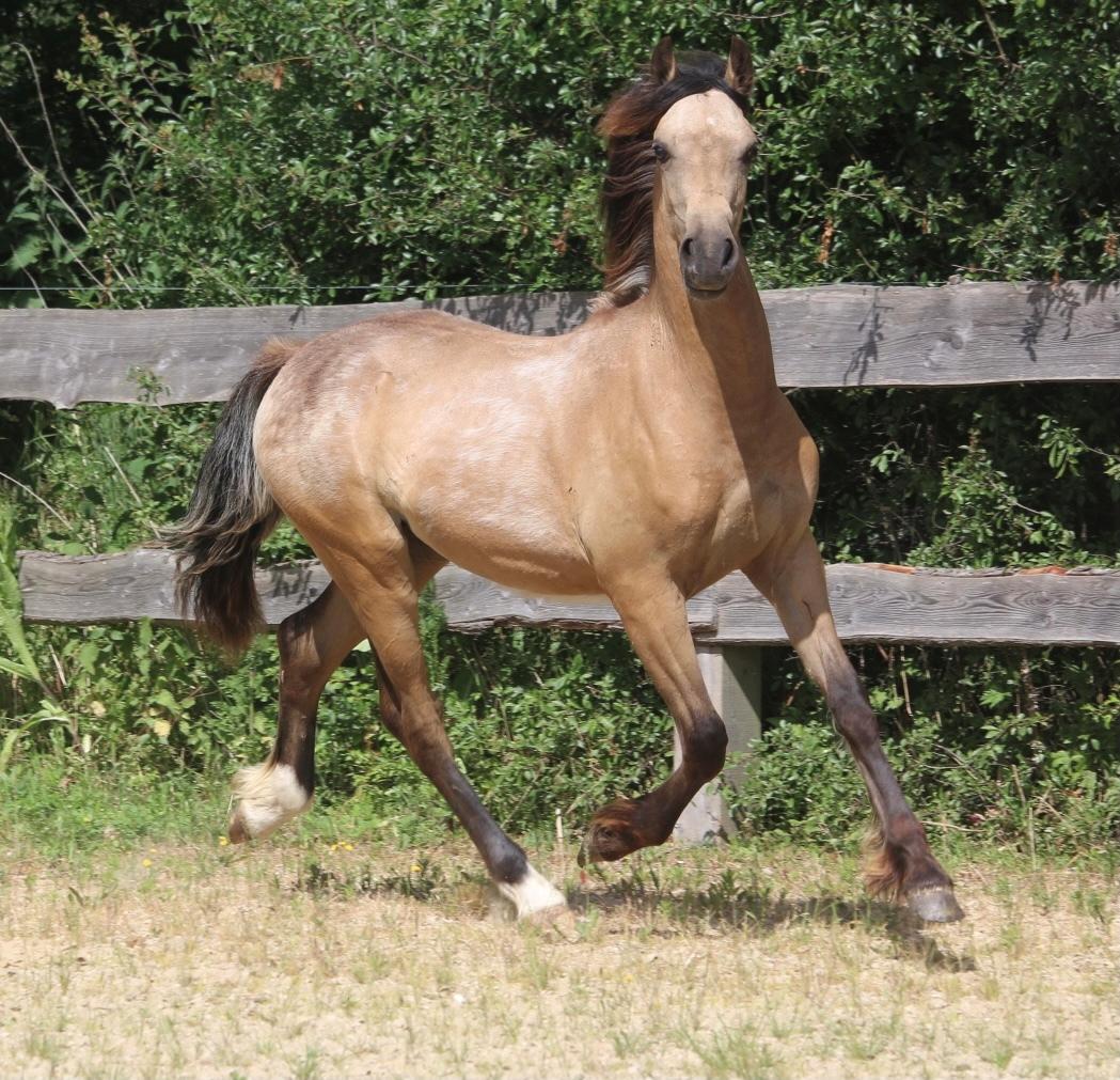 Welsh Cob (sec D) Caederwen Jamieson billede 15