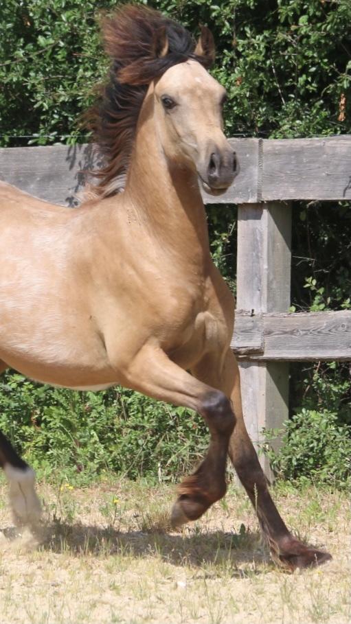 Welsh Cob (sec D) Caederwen Jamieson billede 16