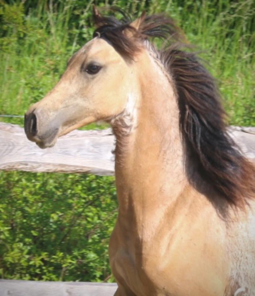 Welsh Cob (sec D) Caederwen Jamieson billede 17
