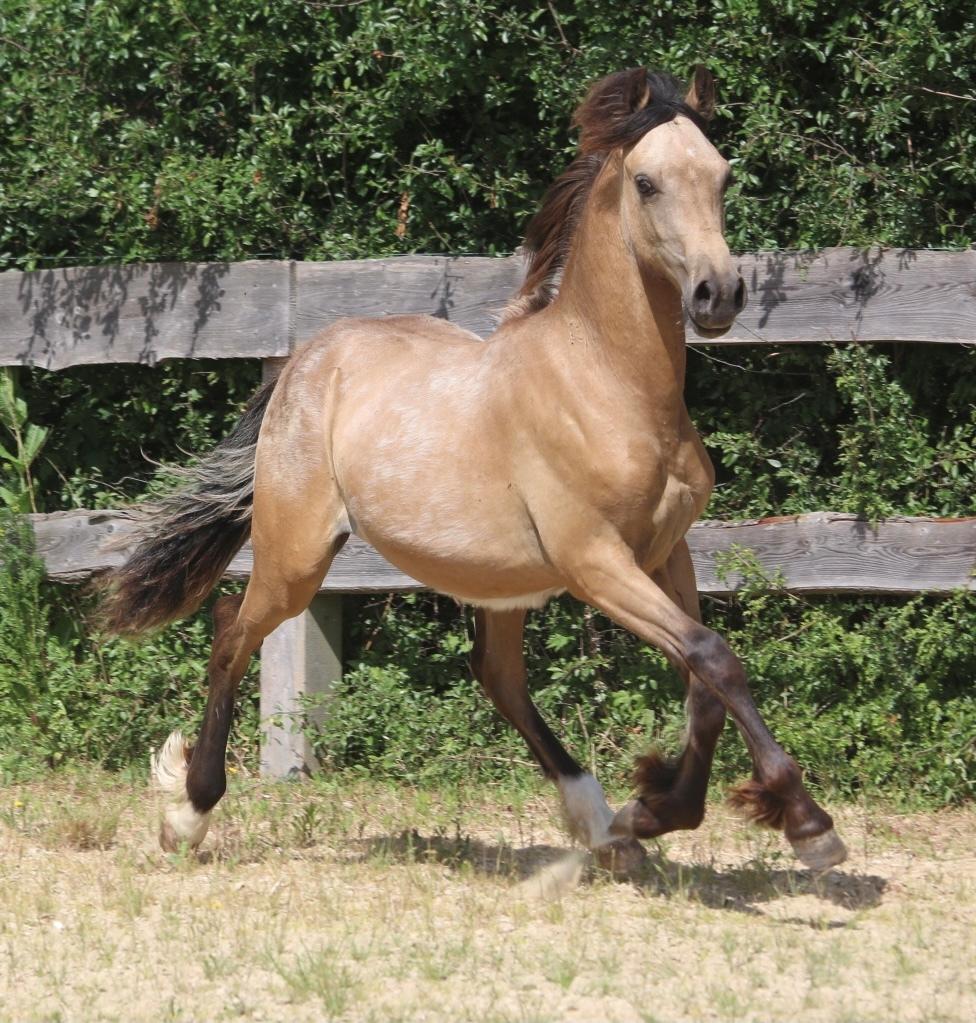 Welsh Cob (sec D) Caederwen Jamieson billede 14