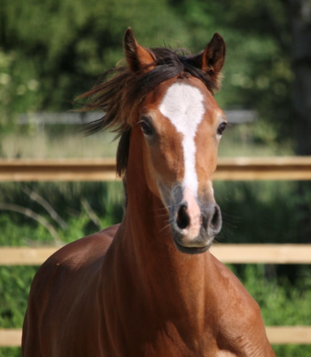 Welsh Cob (sec D) Rhosynfryd Rosiebelle billede 13