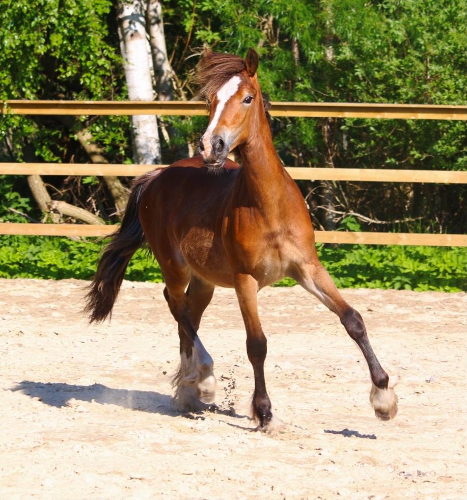 Welsh Cob (sec D) Rhosynfryd Rosiebelle billede 14