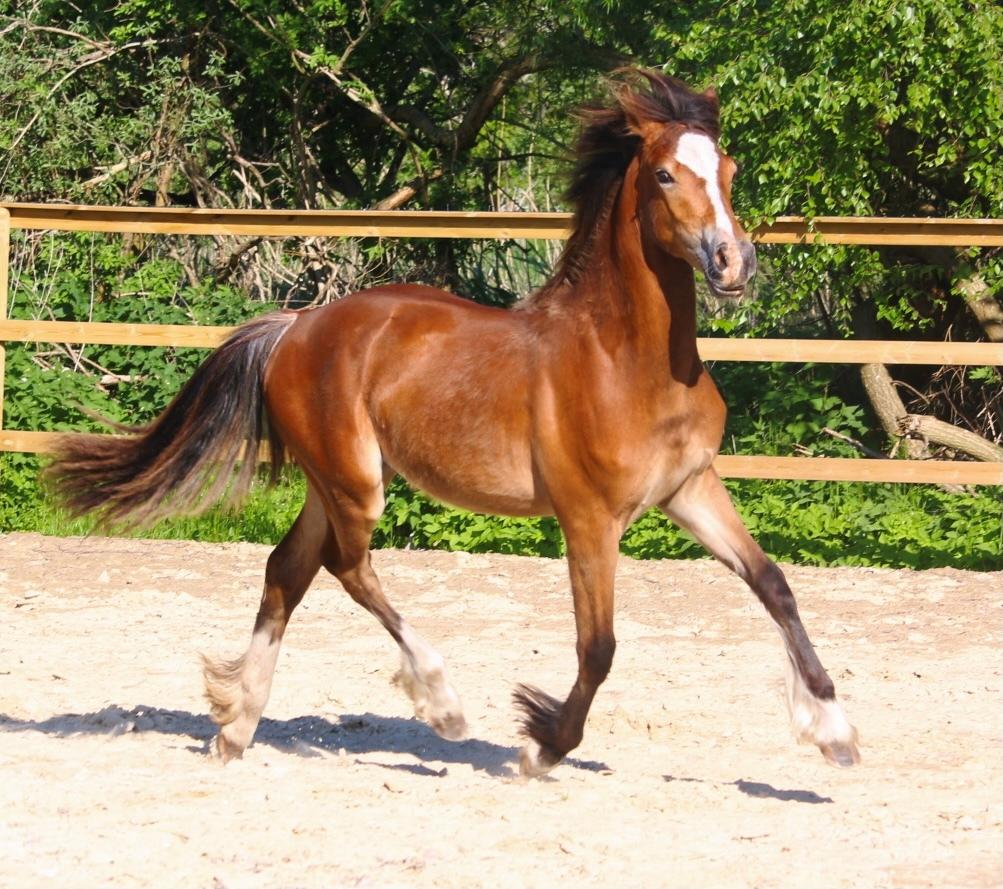 Welsh Cob (sec D) Rhosynfryd Rosiebelle billede 15