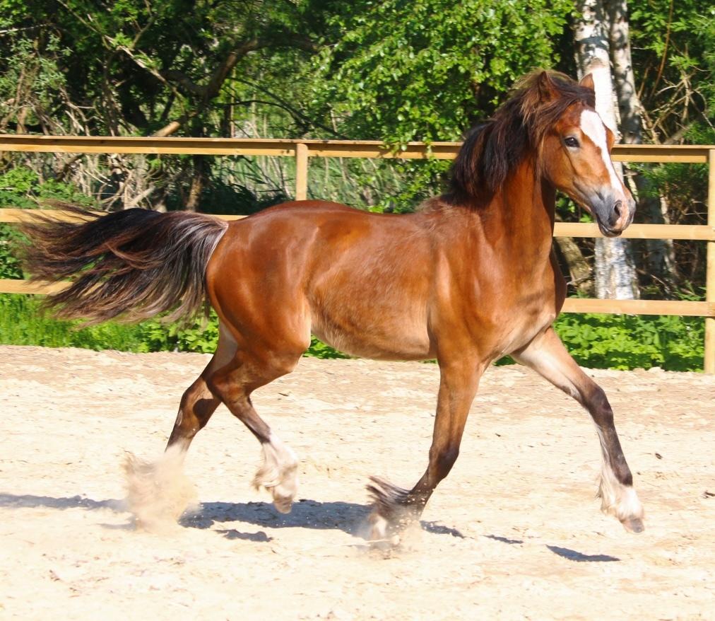 Welsh Cob (sec D) Rhosynfryd Rosiebelle billede 16