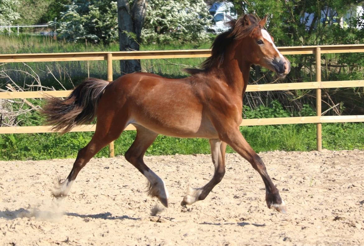 Welsh Cob (sec D) Rhosynfryd Rosiebelle billede 17