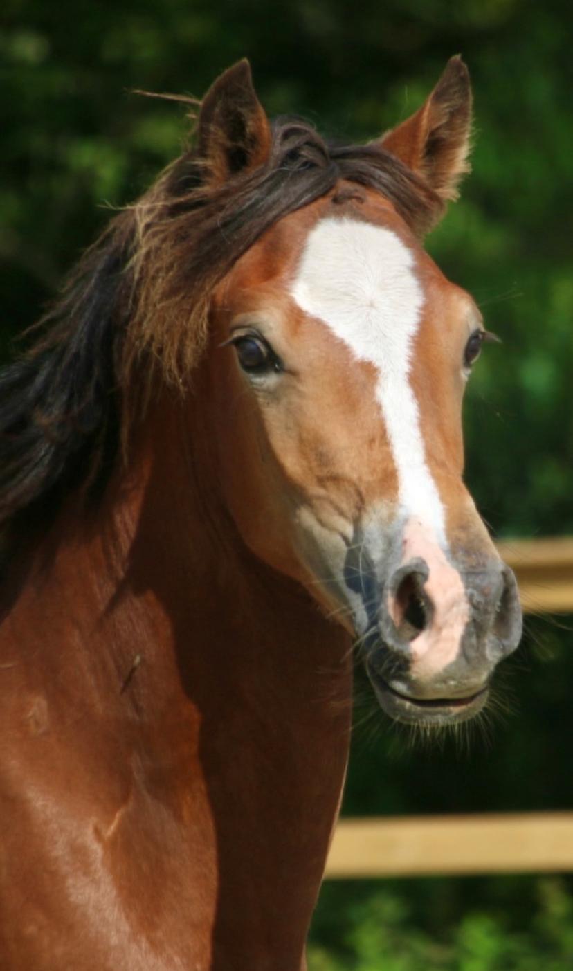 Welsh Cob (sec D) Rhosynfryd Rosiebelle billede 12