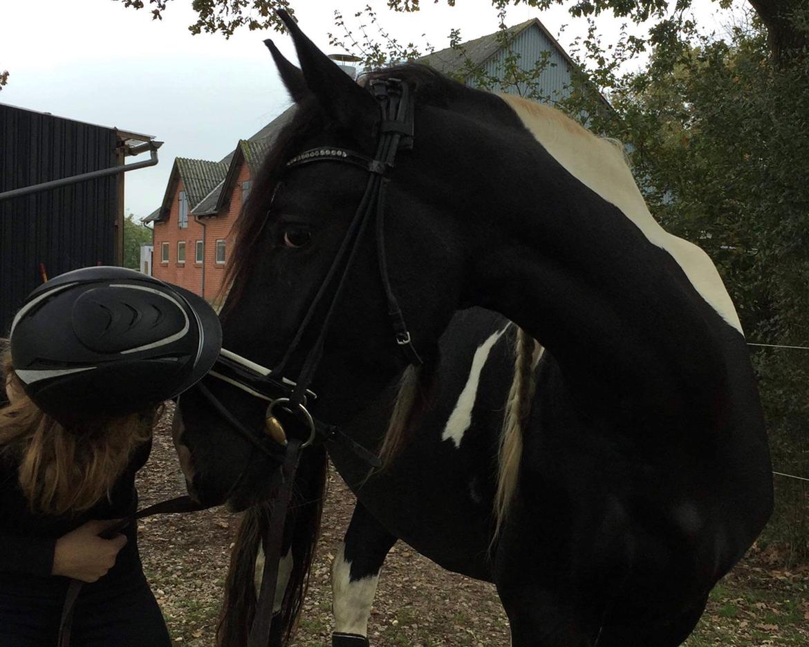 Barockpinto Bonte Wupti billede 17