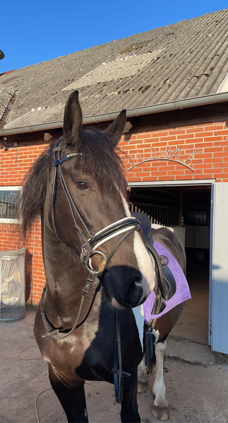 Barockpinto Bonte Wupti billede 19