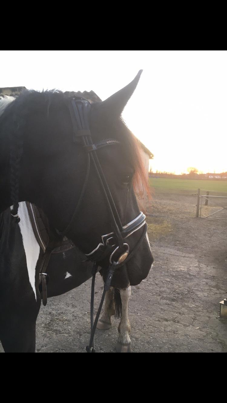 Barockpinto Bonte Wupti billede 20