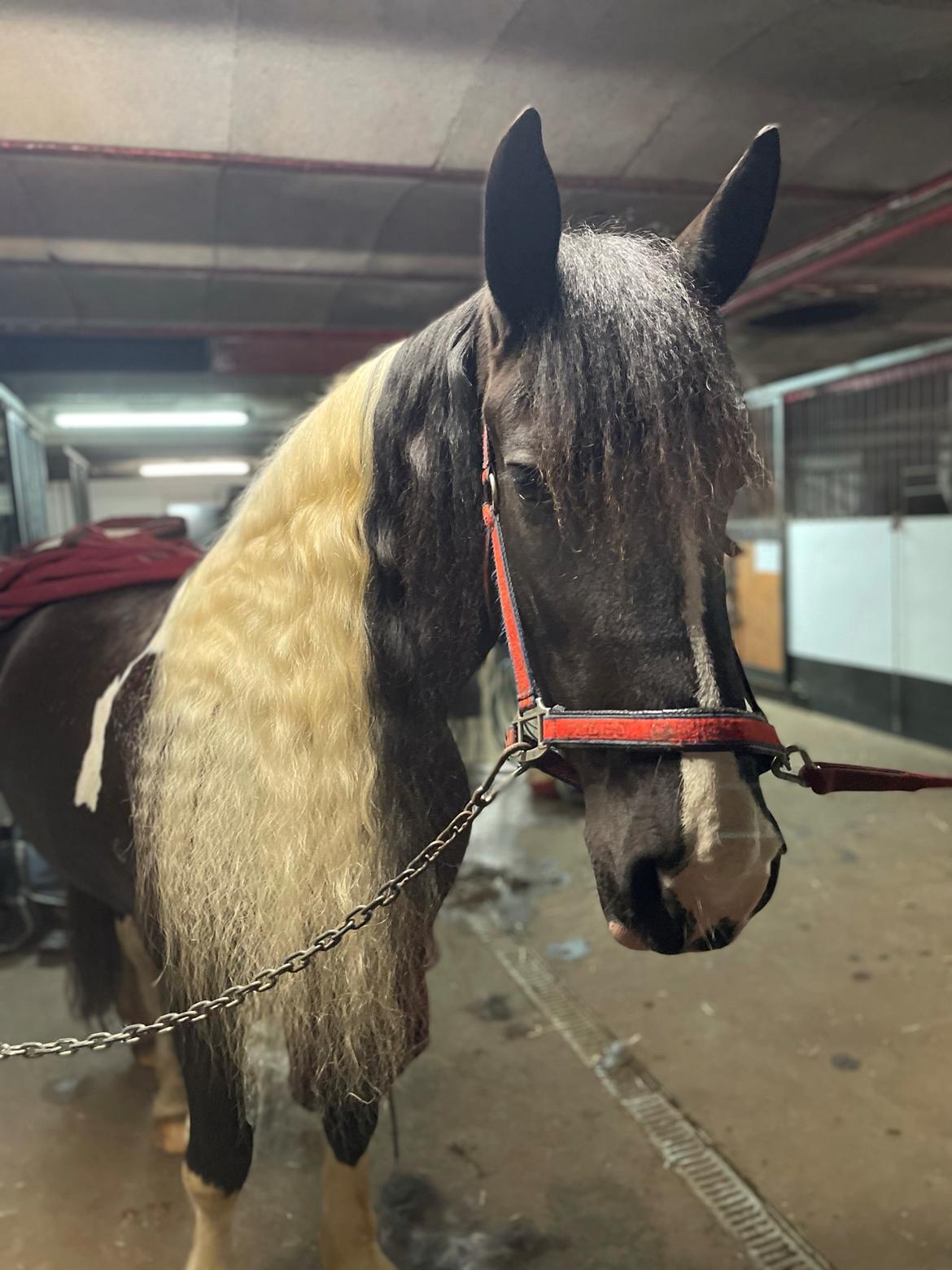 Barockpinto Bonte Wupti billede 18