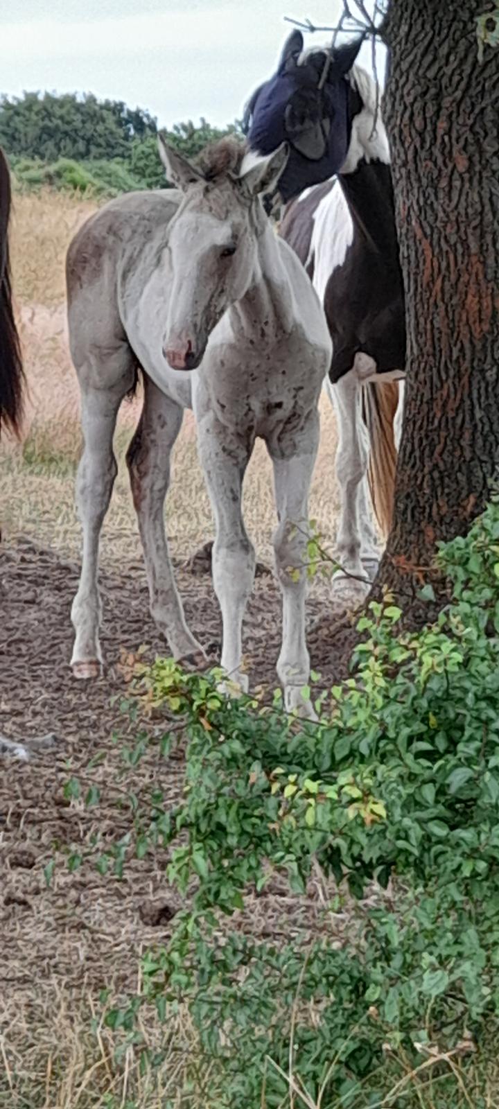 Pinto Søgårds Amaranto  billede 23