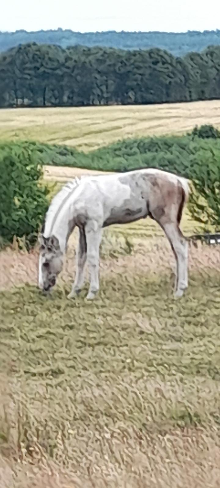 Pinto Søgårds Amaranto  billede 12