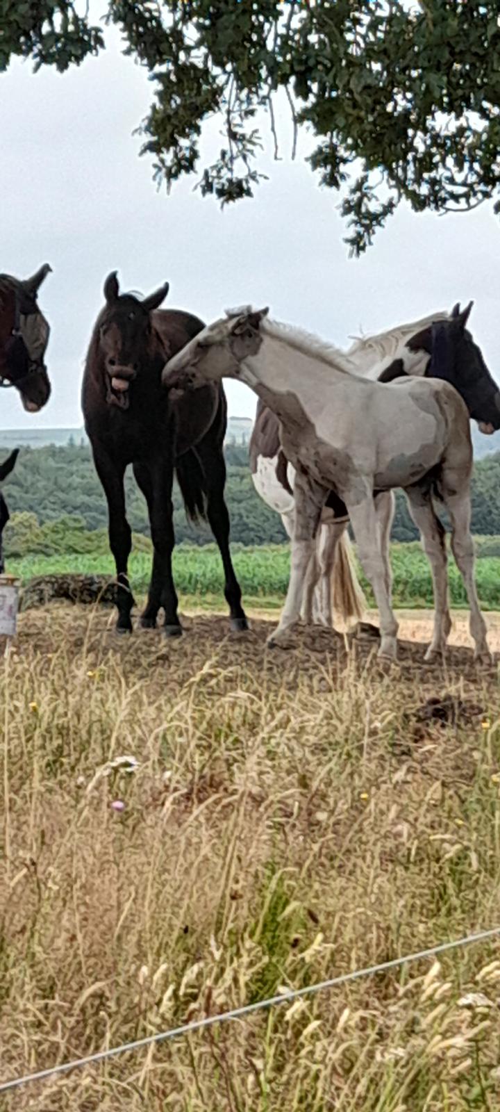 Pinto Søgårds Amaranto  billede 24