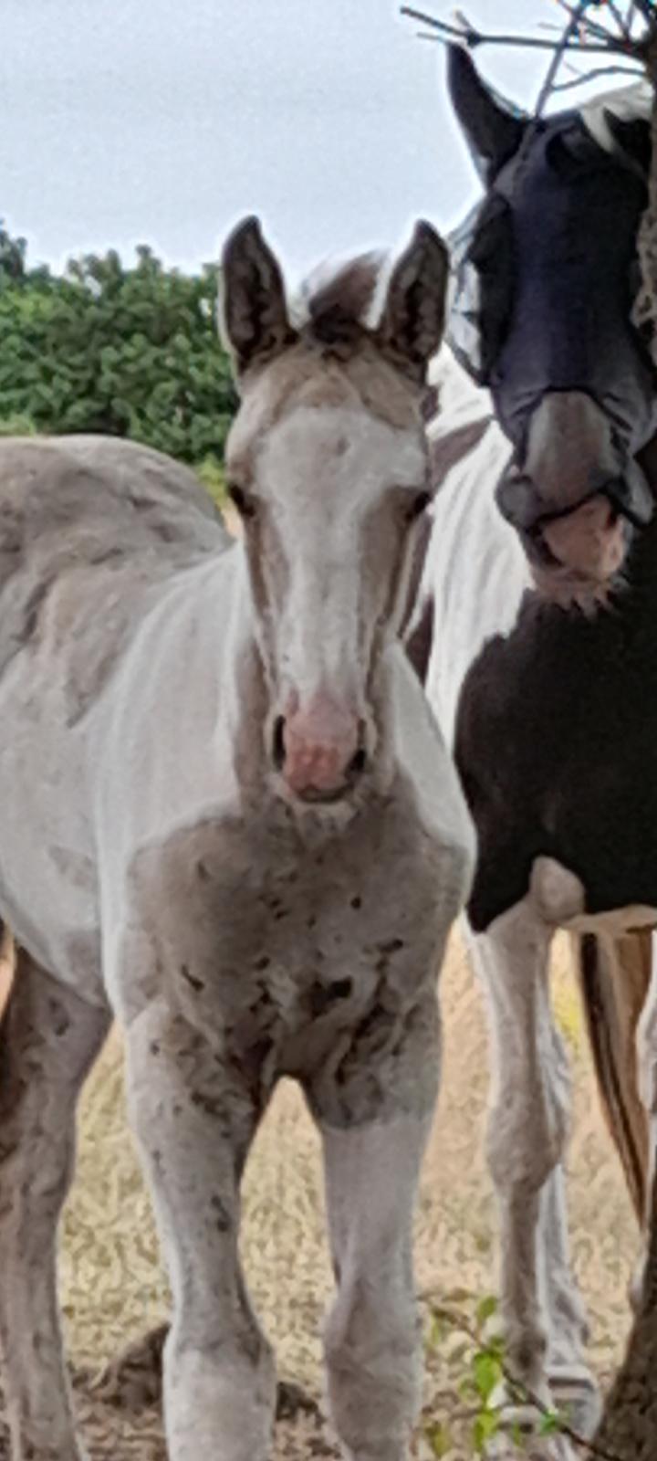 Pinto Søgårds Amaranto  billede 13