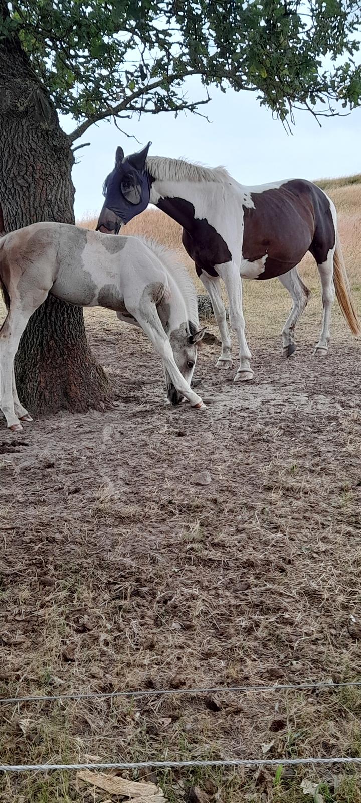 Pinto Søgårds Amaranto  billede 25