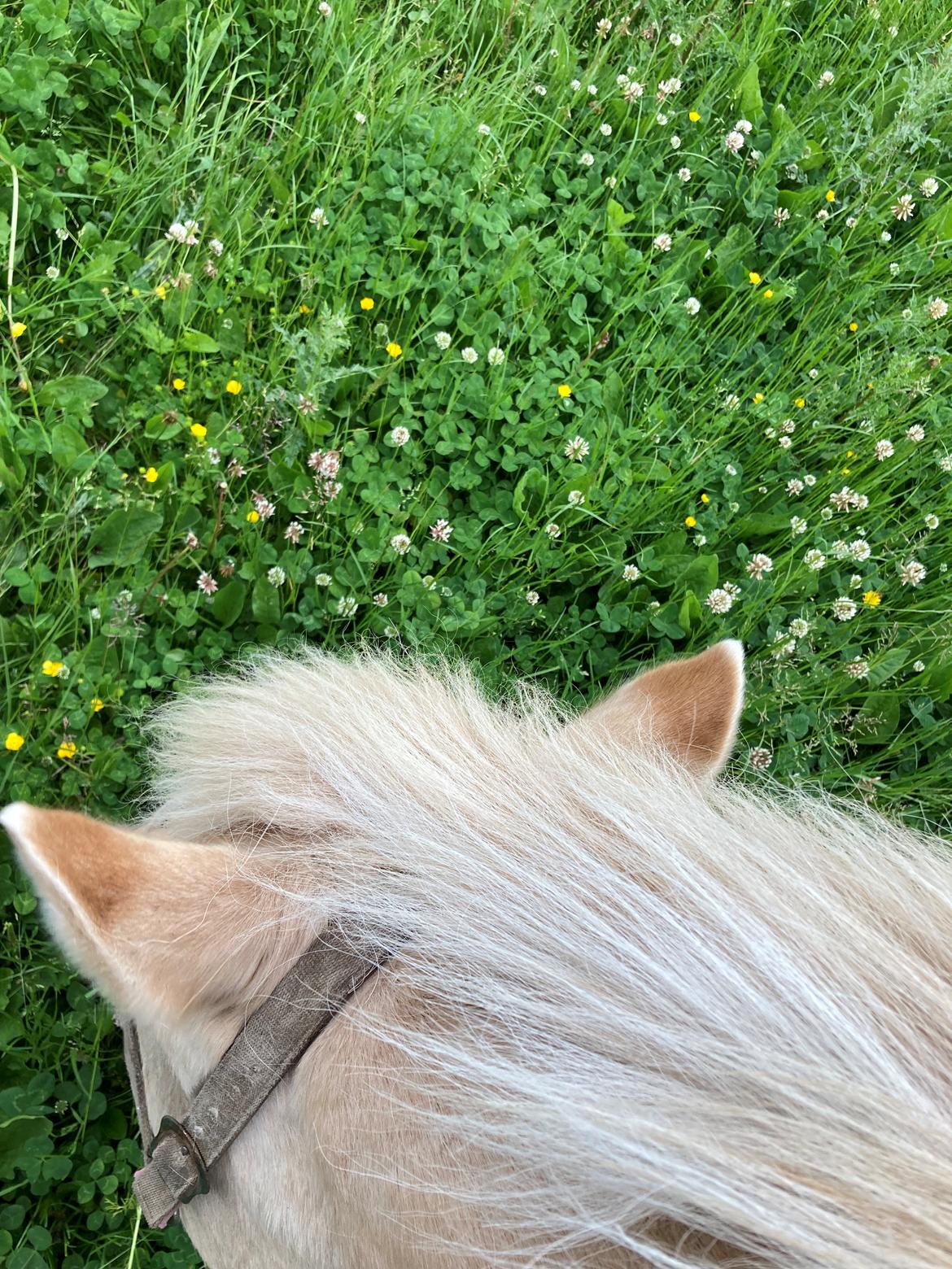 Fjordhest Frida * R. I. P. * billede 6