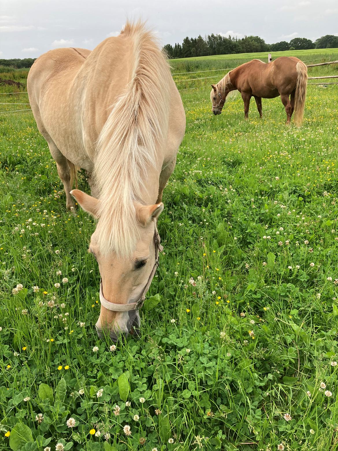 Fjordhest Frida billede 8