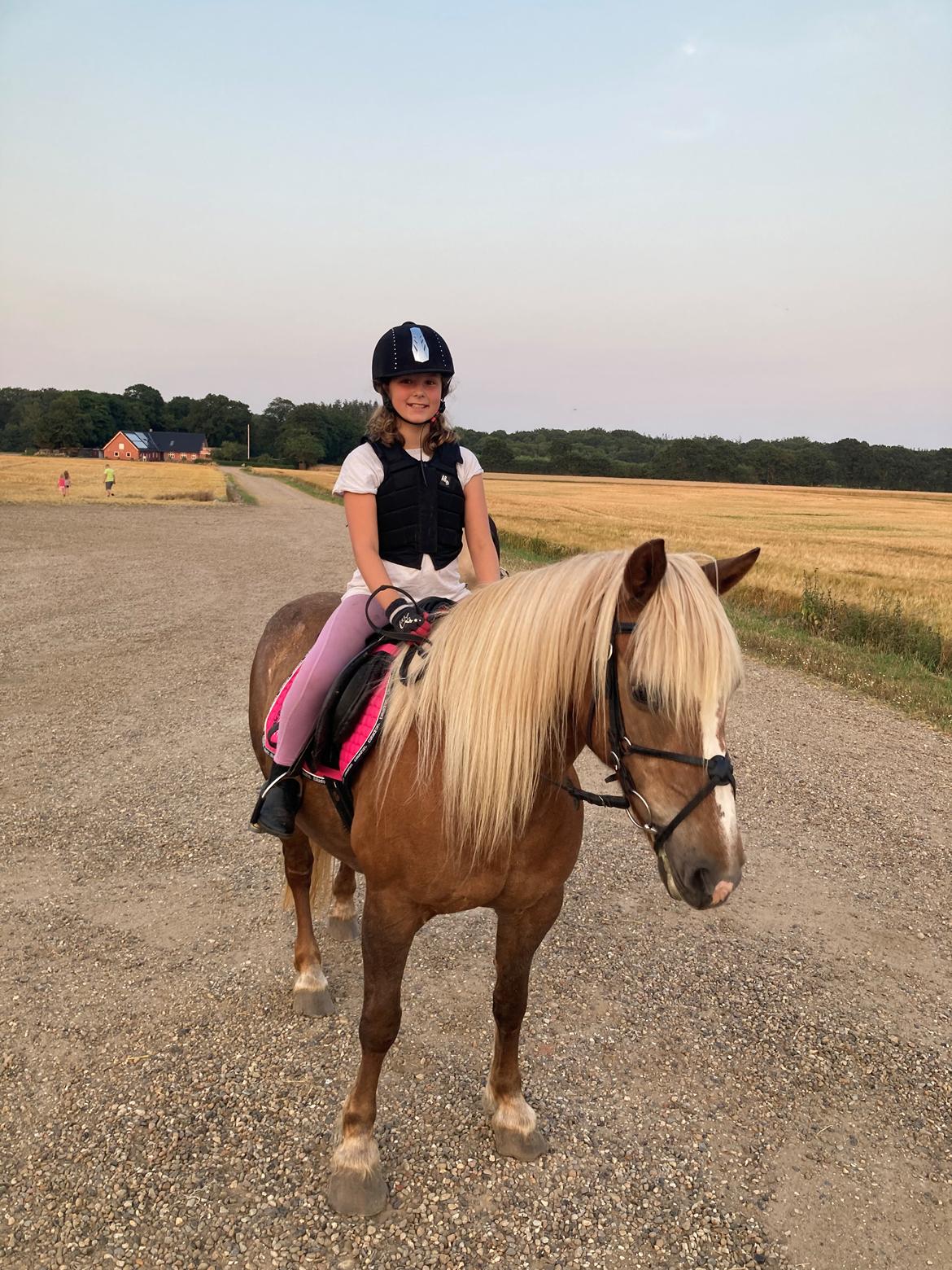 Haflinger Mille *R. I. P* billede 7