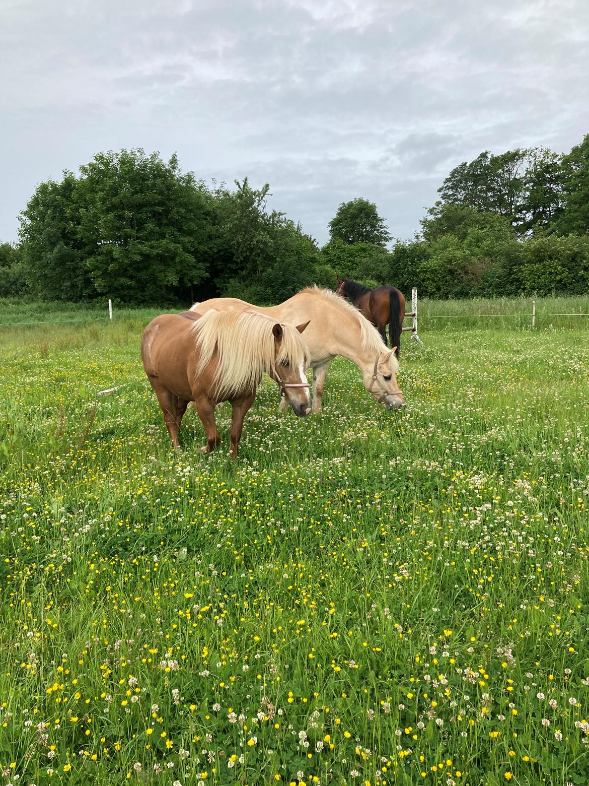 Haflinger Mille *R. I. P* billede 6