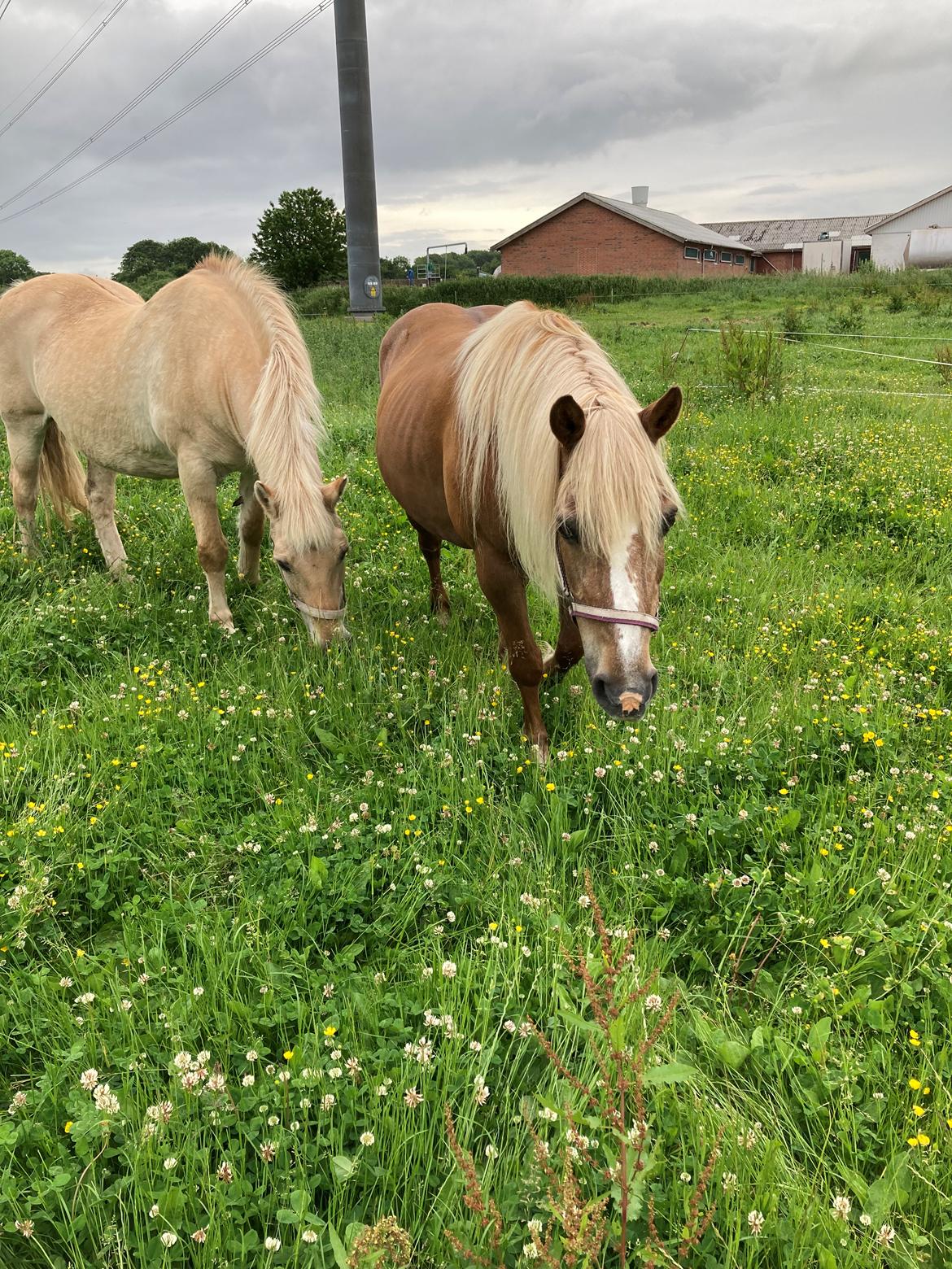 Haflinger Mille *R. I. P* billede 9