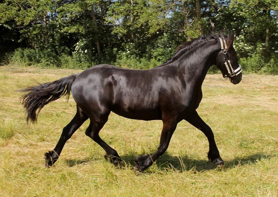 Barockpferd Grønvangs Lunara Ebony [Solgt] billede 8