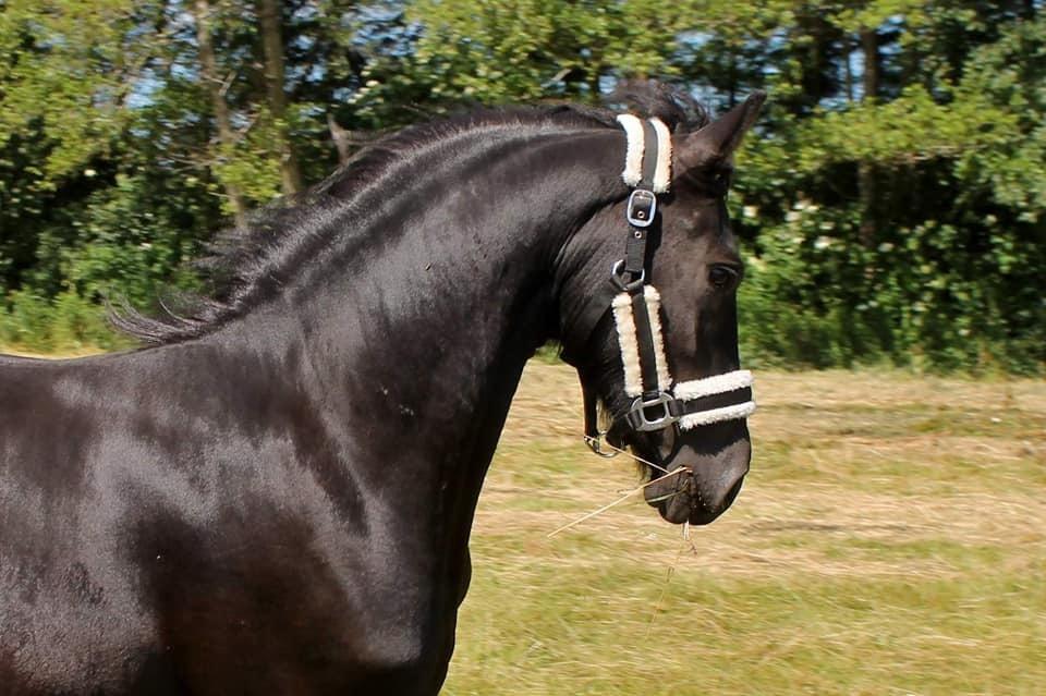 Barockpferd Grønvangs Lunara Ebony [Solgt] billede 3