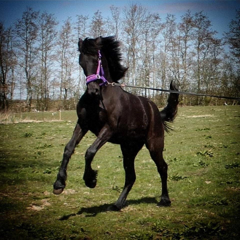 Barockpferd Grønvangs Lunara Ebony [Solgt] billede 13