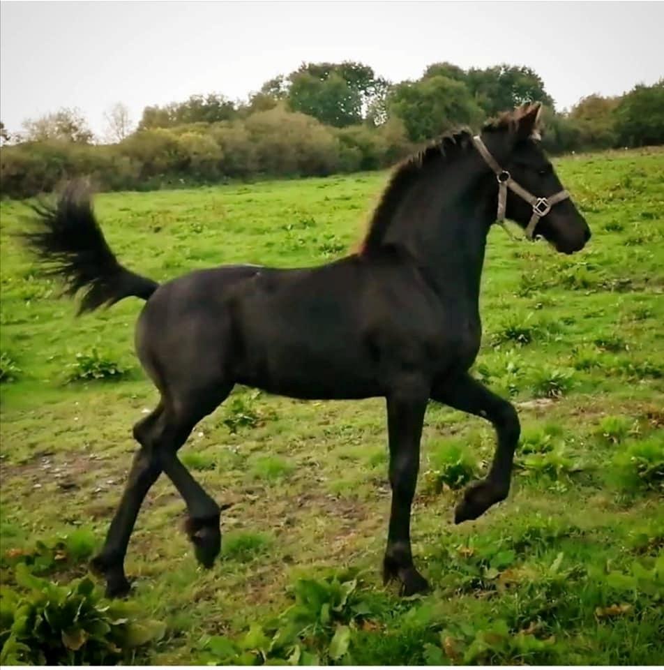 Barockpferd Grønvangs Lunara Ebony [Solgt] billede 12