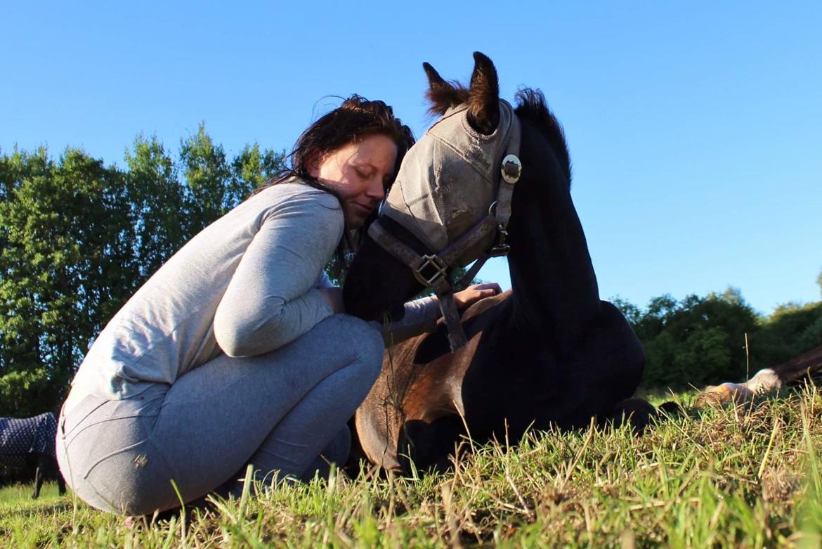 Barockpferd Grønvangs Lunara Ebony [Solgt] billede 10